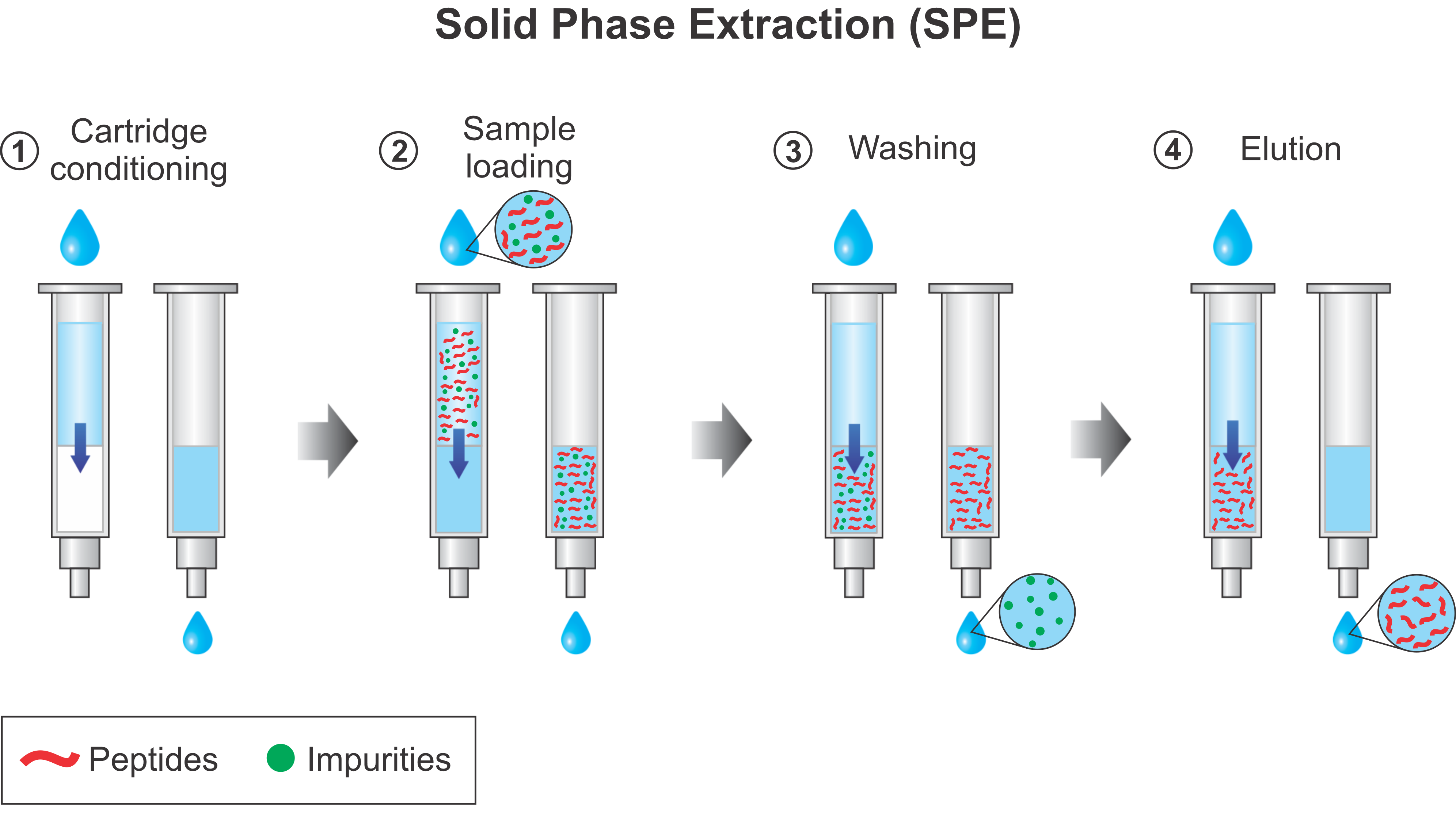 Figure 5: Solid phase extraction (SPE). SPE is a sample preparation technique that uses a solid adsorbent contained most commonly in a cartridge device to selectively adsorb certain molecules from solution. The first step is the conditioning of the cartridge which involves wetting the adsorbent to solvate its functional groups and filling the void spaces with solvent thereby removing any air in the column. This is necessary to produce a suitable environment for adsorption and thus ensure reproducible interaction with the analytes. After conditioning, the sample is loaded in the cartridge. This can be performed with the aid of positive or negative pressure to ensure a constant flow rate. In this step molecules bind the adsorbent and interferences pass through. Next, the column is washed with the mobile phase to eliminate the contaminants while ensuring the analyte remains bound. Finally, peptides are eluted in an appropriate buffer solution with polarity or charge that competes with interaction with the solid phase.