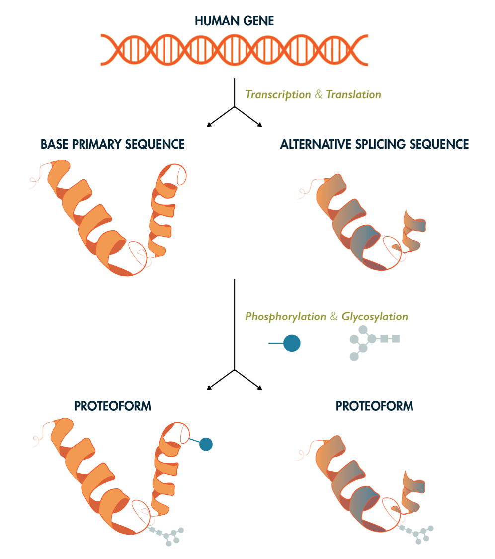 Figure 1: Proteome Complexity. Each gene may be expressed in the form of multiple protein products, or proteoforms, through alternative splicing and incorporation of post-translational modifications. As such, there are many more unique proteoforms than genes. While there exist 20,000 - 23,000 coding genes in the human genome, upwards of 1,000,000 unique human proteoforms may exist. The study of the structure, function, and spatial and temporal regulation of these proteins is the subject of mass spectrometry-based proteomics