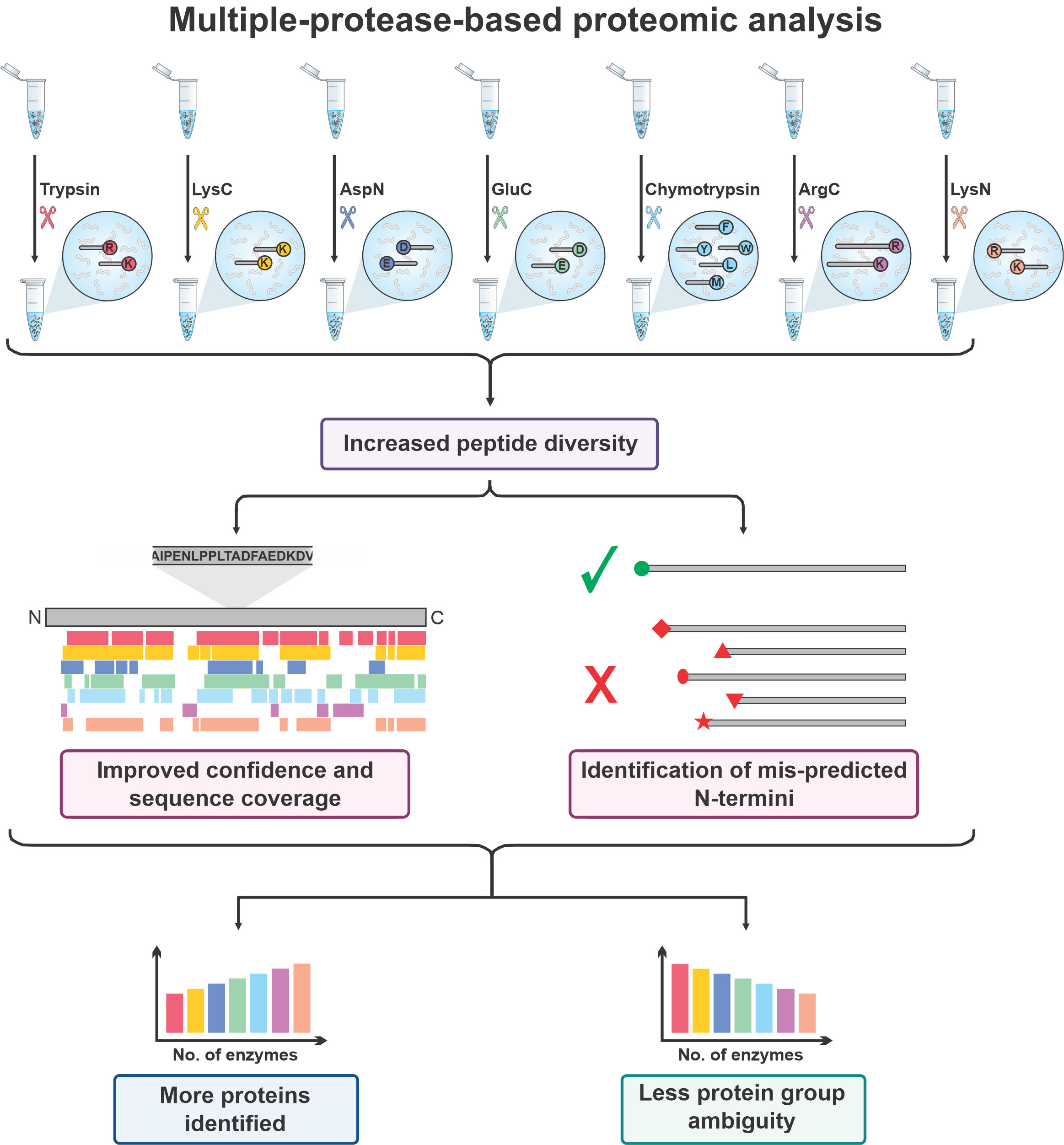 Figure 2: Multiple protease proteolysis improves protein inference The use of other proteases beyond Trypsin such as Lysyl endopeptidase (Lys-C), Peptidyl-Asp metallopeptidase (Asp-N), Glutamyl peptidase I, (Glu-C), Chymotrypsin, Clostripain (Arg-C) or Peptidyl-Lys metalloendopeptidase (Lys-N) can generate a greater diversity of peptides. This improves protein sequence coverage and allows for the correct identification of their N-termini. Increasing the number of complimentary enzymes used will increase the number of proteins identified by single peptides and decreases the ambiguity of the assignment of protein groups. Therefore, this will allow more protein isoforms and post-translational modifications to be identified than using Trypsin alone.