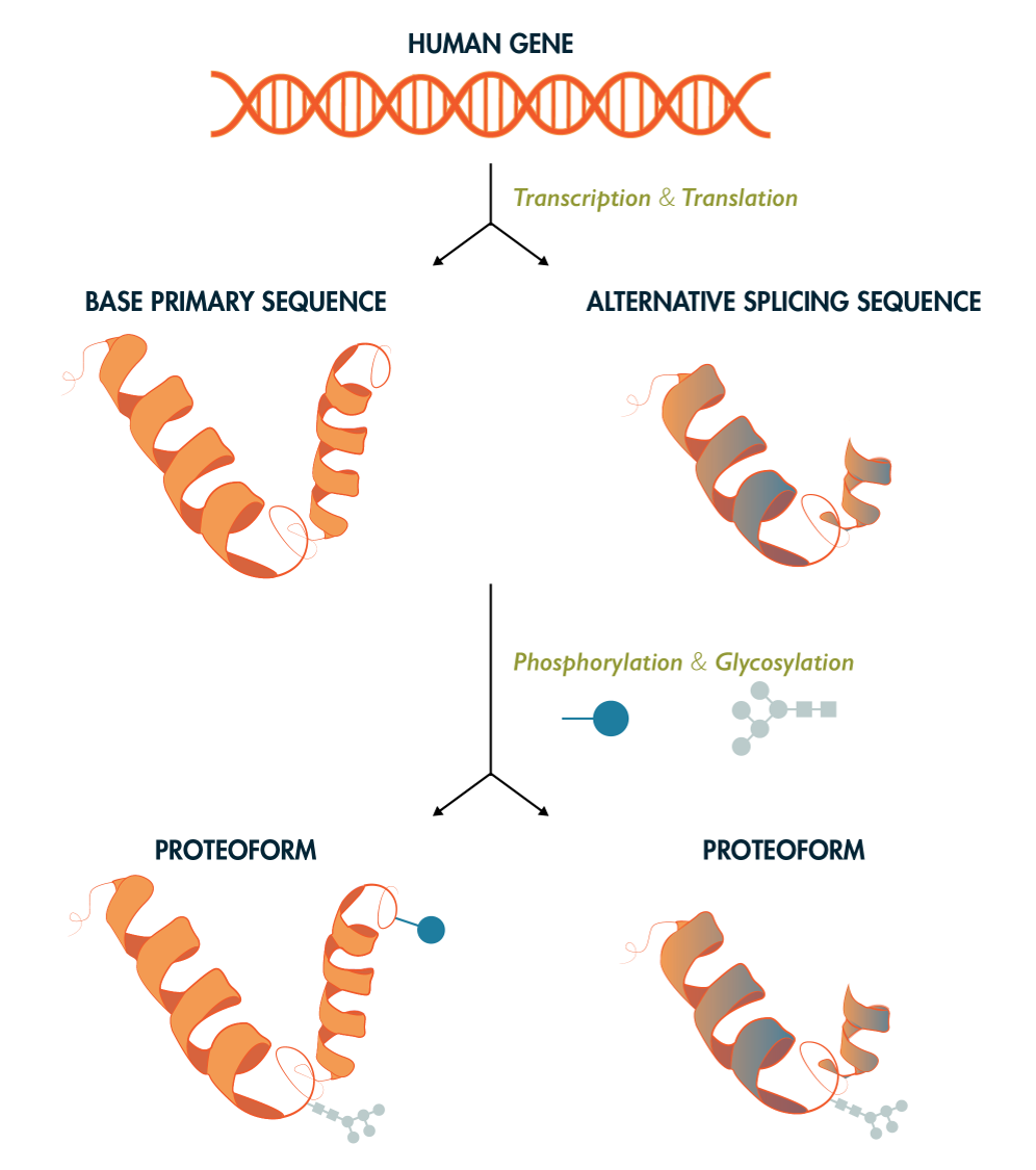 Figure 1: Proteome Complexity. There is more than one protein product from each gene product due to alternative splicing and post-translational modifications. This means there are likely many more unique “proteoforms” than there are genes. Some estimates are upwards of 1,000,000 unique possible protein sequences.