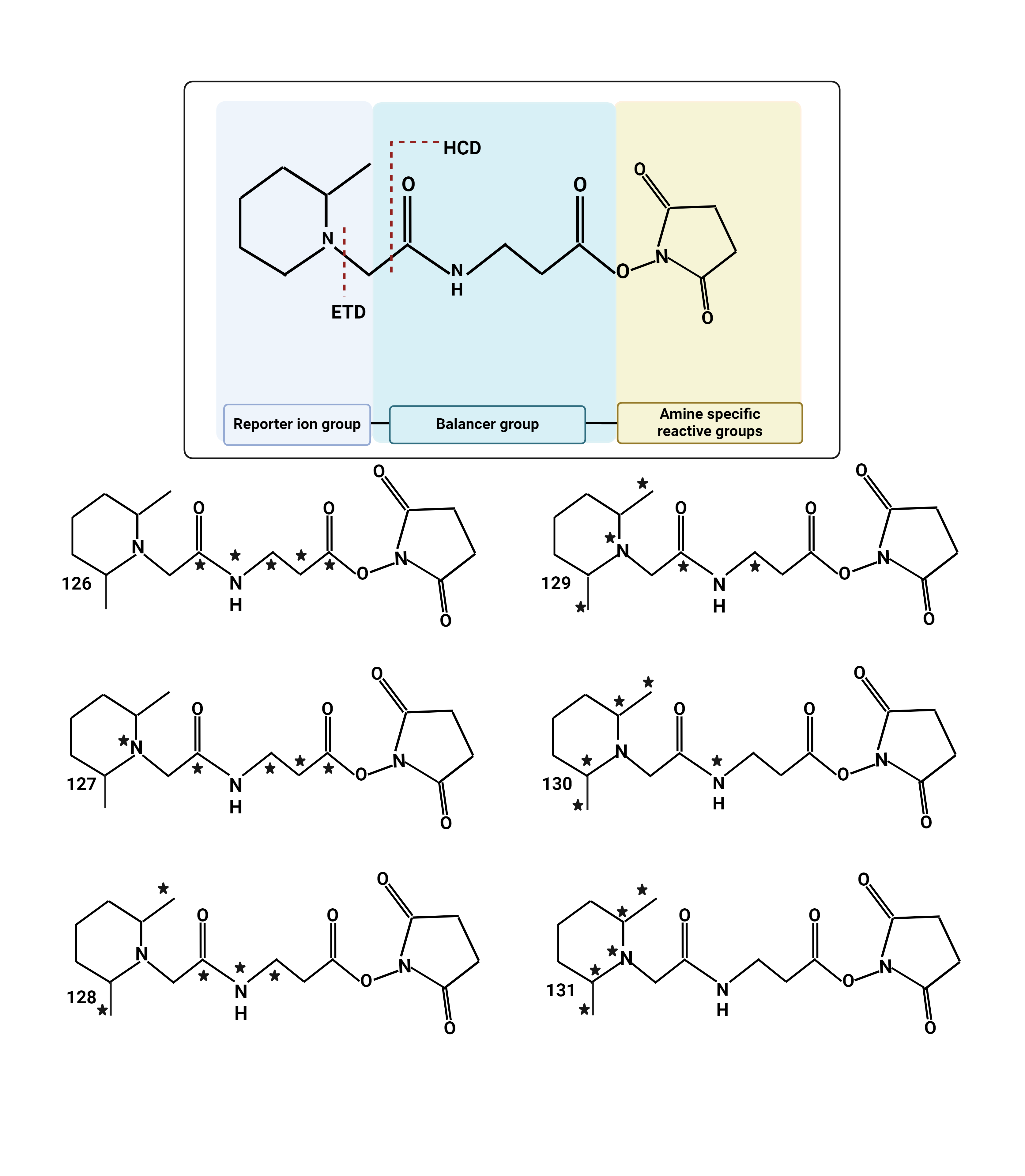 Figure 4: Chemical structure of isobaric tags. This shows the TMT 6-plex from ThermoFisher, which is an example of an isobaric tag. The structure has three elements, the reactive group (in this case N-hydroy-succinimide), the balancer, and the reporter. The reactive group enables quick covalent conjugation to nucleophic amines found at peptide n-termimi and lysine side chains. The balance and reporter groups together contain a total of six heavy isotopes. The stars in the structures indicate the positions of all six heavy atoms for each TMT form. For this reason, a sample labeled by the any version will have the same precursor mass. However, upon fragmentation, the balance group is lost and the reporter retains a charge. The reporter group is measured in the low mass region and is proportional to the starting amount of each sample before mixing This ratio of reporter signals enables quantification.